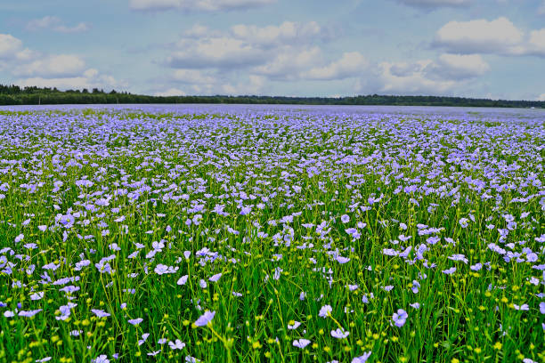 Campos europeos de lino en flor al amanecer